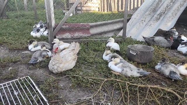 КАНИБАЛИЗМ И РАСКЛЕВ У МУСКУСНЫХ УТОК. ПРИЧИНЫ И МЕТОДЫ ЛЕЧЕНИЯ. УТКИ КЛЮЮТ ДРУГ ДРУГА. ЧТО ДЕЛАТЬ?