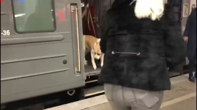Алабай Аза, которую выгнали из дома в Питере спустя 1 час | Продолжение истории