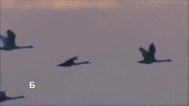 ЗА ПАЦАНОВ.mp4