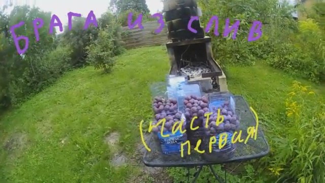 Брага из слив (часть первая)
