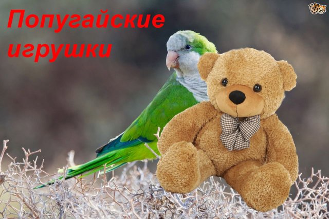 Попугайские игрушки.