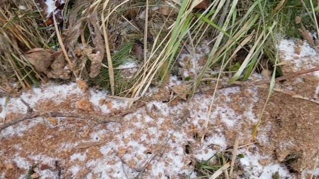 ЧЕМ УКРЫТЬ виноград на ЗИМУ? ПРОСТЫЕ СПОСОБЫ УКРЫТИЯ ВИНОГРАДА. ТопСад