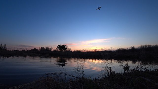 Весенняя охота на селезня с подсадной уткой. Апрель 2021г.