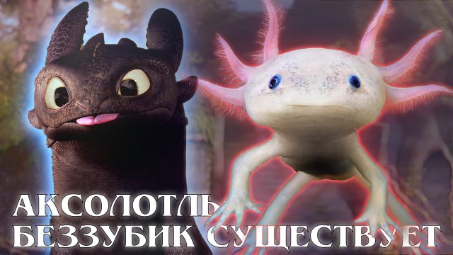 АКСОЛОТЛЬ: Вечно молодая саламандра регенерирует даже мозг | Интересные факты про амфибий и животных