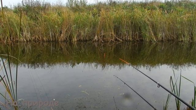 Ловим карася в сентябре на поплавочную удочку