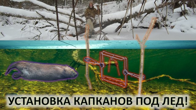 Охота на бобра. Установка капканов на бобра под лед