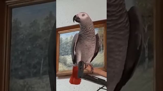 Ябеда