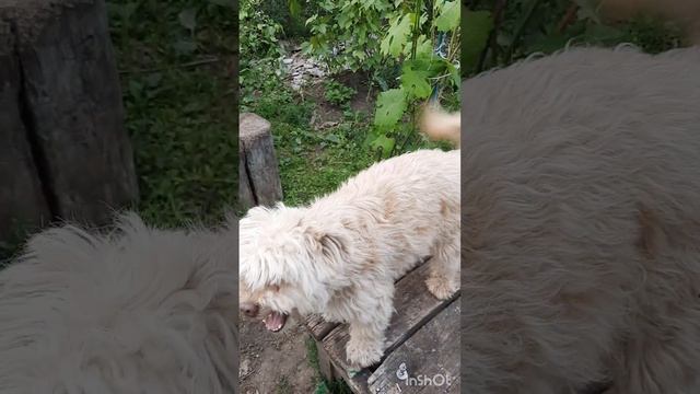 ПроЗверюшек.Бяшка-улыбашка.mp4