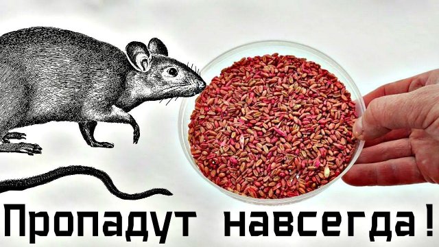 Лучший способ быстро избавиться от крыс мышей грызунов на даче огороде и дома!
