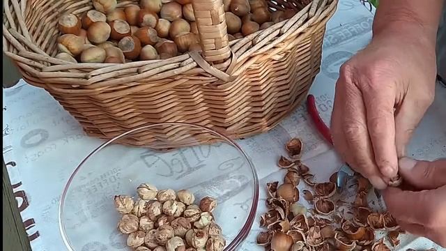 Как сушить орехи#фундук.лещина.лесной орех