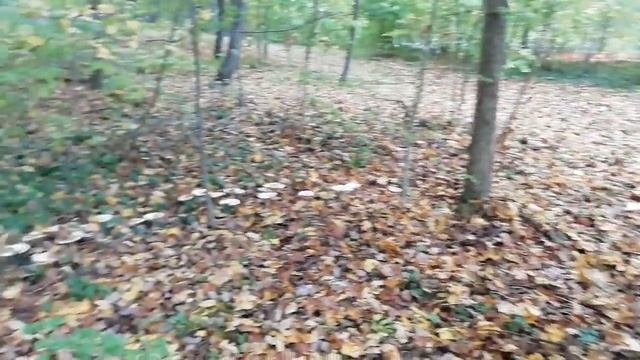 Грибы в лесу растут по кругу!