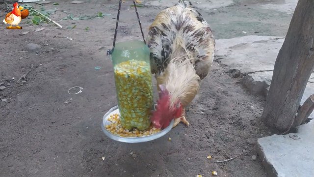 Кормушка качалка курам несушкам для мелкого лакомства