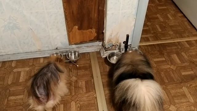 Чем кормить шпица