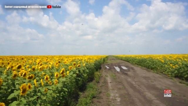 #Охота на голубя 2019 / Где искать голубя? / Подсолнух он разный какой любит голуб?