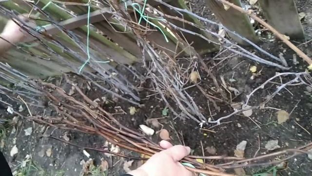 Нужно ли пригибать малину перед зимой.