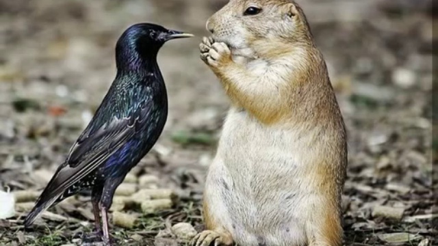 Сурок (Мой сурок со мною)