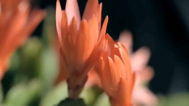 Китай на кончике языка II-03