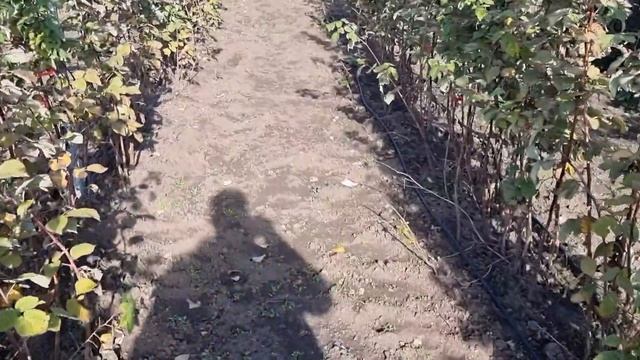 Особенности обрезки летней малины Пшехиба.