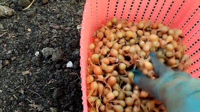 Осенний посев лука