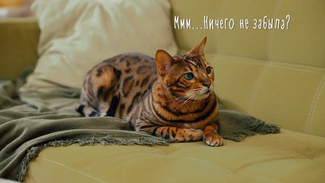 Дана Ультра — ультра-защита вашей кошки и собаки от блох, клещей и комаров | Апиценна