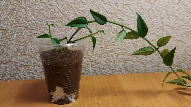 Два способа размножения хойи Bella. Самый быстрый способ укоренения без потерь.