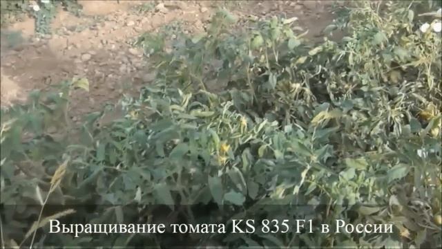 Семена Китано. Выращивание низкорослого томата ХАЙД F1 (KS 835 F1)