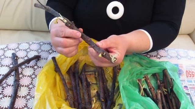 Проращивание черенков без проблем, проще уже просто некуда