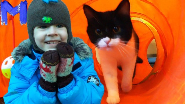 КОТОКАФЕ - КОТЫ, КОШКИ и КОТЯТА