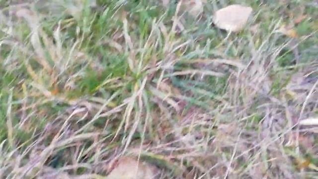 Грибы подотавники.