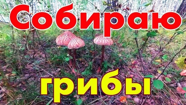 Грибная прогулка по лесу. Гриб-зонтик - я думал поганки!