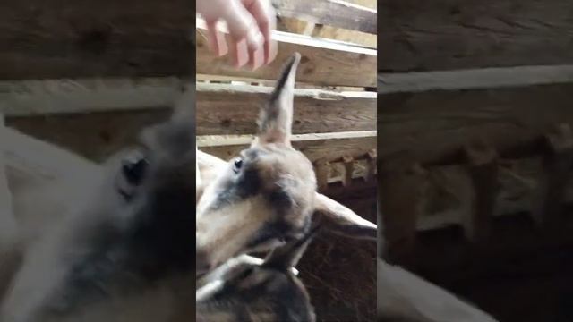 Удобный сарай для коз!!!