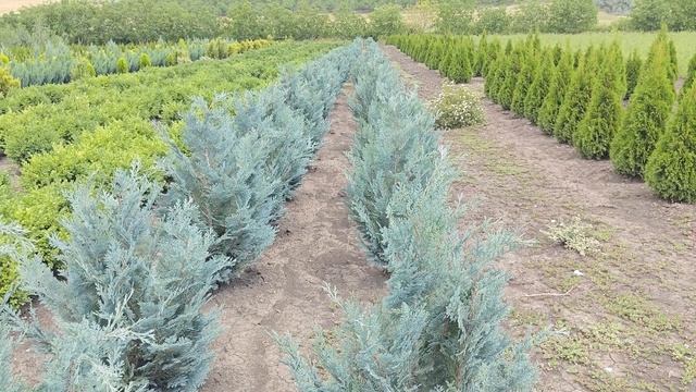 Кипарисовик лавсона Pelt's Blue (Chamaecyparis lawsoniana Pelt's Blue)