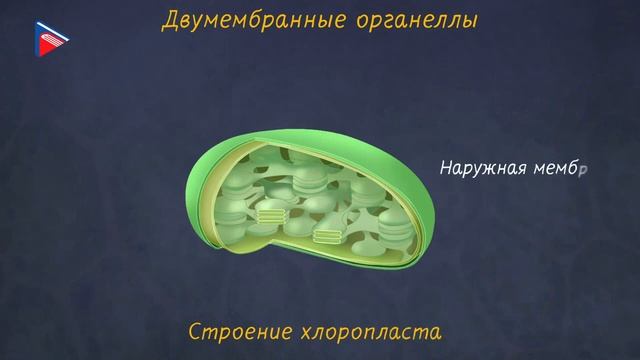 5 класс - Биология - Строение клетки