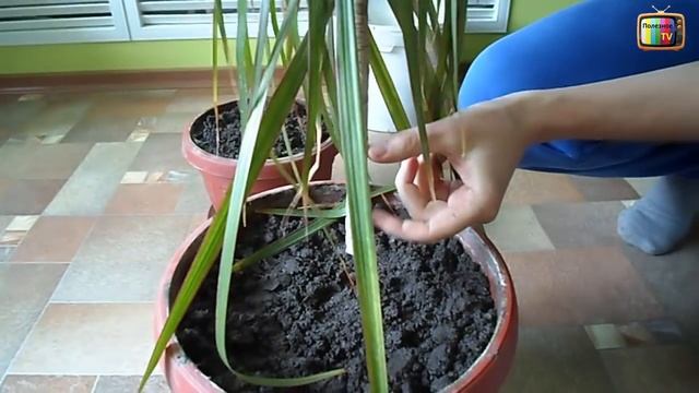 ДРАЦЕНА ОБРЕЗКА И РАЗМНОЖЕНИЕ