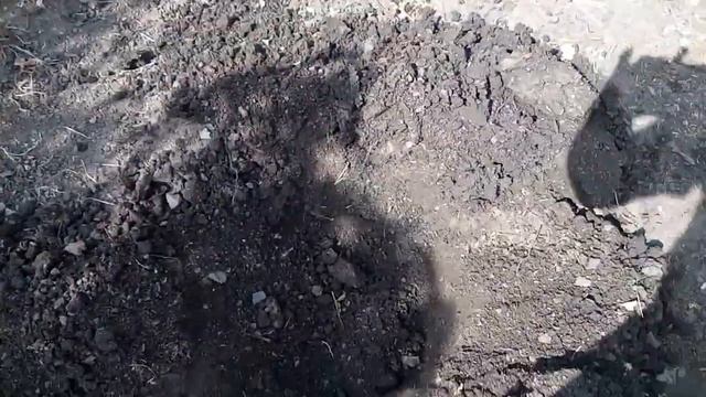 Деление и посадка гибискуса травянистого в сентябре.