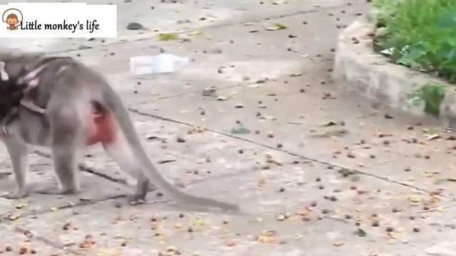 Baby monkey crying very loudly and scared, why does the mother monkey treat the baby like that