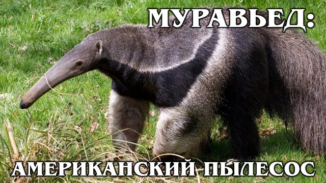 ГИГАНТСКИЙ МУРАВЬЕД: Может победить даже ягуара! Интересные факты про муравьедов и животных Америки