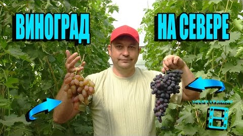 ВИНОГРАД - ХОББИ УРАЛЬЦА. СЕВЕРНЫЙ ВИНОГРАДНИК 21-1
