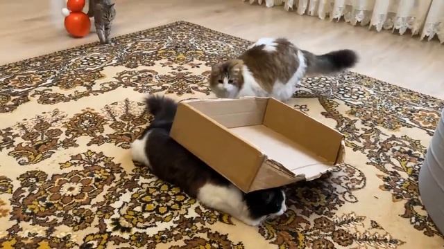 ШКОЛА КОТОВ  КОНТРОЛЬНАЯ РАБОТА! ЧЕЛЛЕНДЖ НАЙДИ МЫШЬ для КОТЁНОКА ЮГИ! ЕСЛИ БЫ КОТИКИ ХОДИЛИ В ШКОЛ