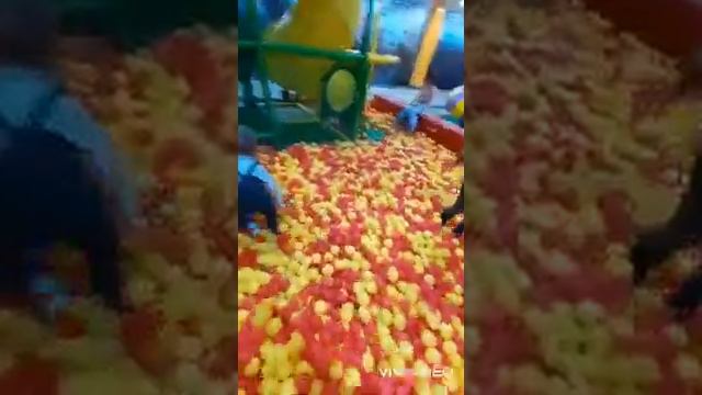 акуленок туруруру