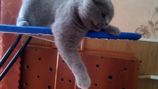 Шотландский кот / Scottish fold cat