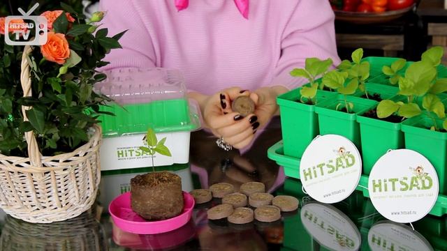 Как сажать рассаду в торфяные таблетки? Торфяные таблетки и их преимущества. NOVA