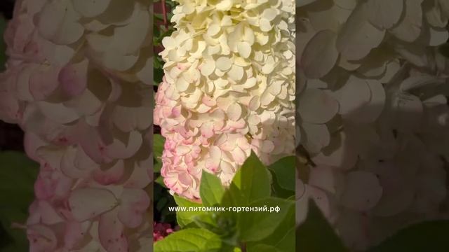 метельчатая гортензия Геркулес Хит ('GRHP14'PBR) Hydrangea paniculata 'Hercules, видео 2023 года