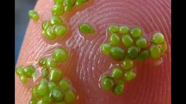 Самые удивительные растения мира.