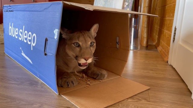 Пума Месси и его оскароносная роль!