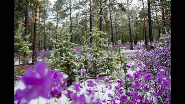 ЗАБАЙКАЛЬСКИЙ КРАЙ. ВЛАДИМИР КУРСКИЙ