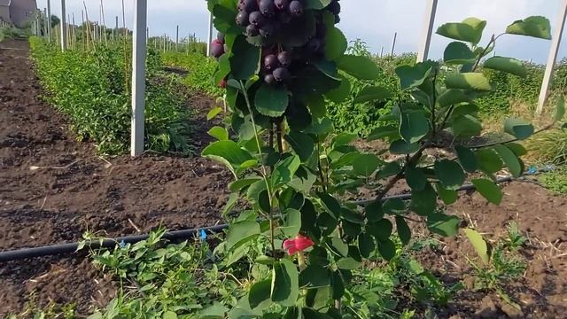 Канадская ирга Тиссен, Мартин, Смоуки, Слейт, Хонейвуд, Мандам и Нортлайн