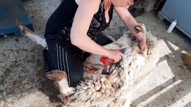 Стрижем овец ножницами, просто и доступно, на ферме Агродом