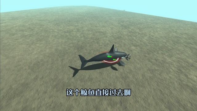 水上系列大战地狱系列,鲸鱼的表现太耀眼了!连胜四次