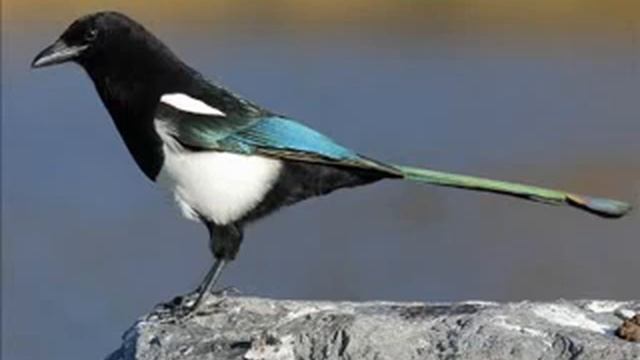 Народные приметы о сороке